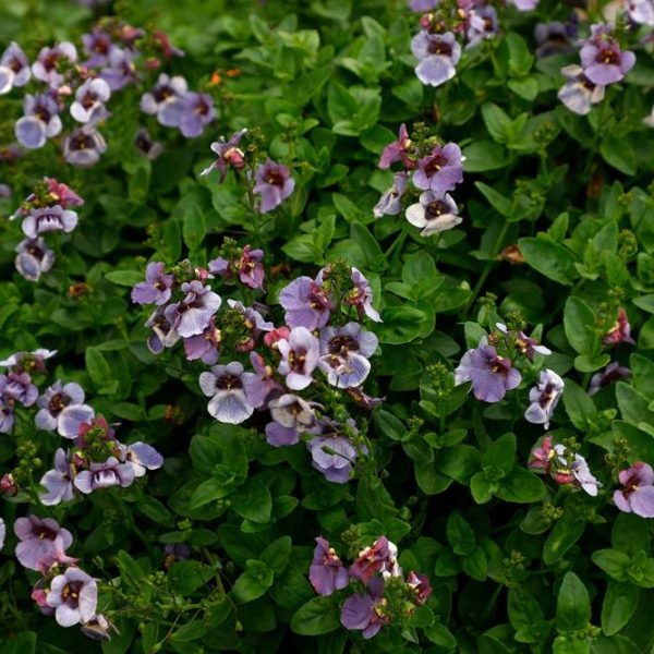 A dense cluster of green foliage adorned with numerous small purple and white flowers in bloom, featuring the charming Diascia 'Piccadilly™ Denim Blue,' all nestled in a 4" pot.