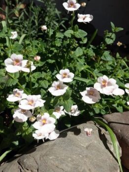 A cluster of small white flowers with green leaves grows between large gray and brown rocks in a sunlit garden, complementing the vibrant hues of Diascia 'Piccadilly™ Denim Blue' planted nearby in a charming 4" pot.