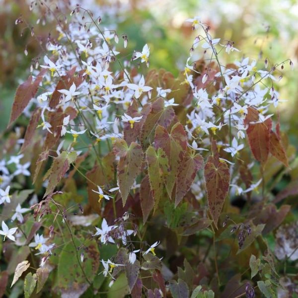 A cluster of delicate white flowers with thin petals grows among reddish-brown and green leaves in a garden setting, resembling the elegance of the Epimedium 'Silver Queen' 5" Pot.