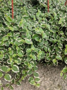 Close-up of a bushy green plant with small leaves featuring white edges, hanging over a concrete surface.