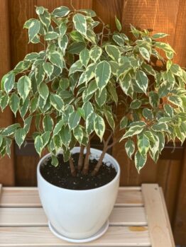 A Ficus 'Starlight' Weeping Fig in a 6" pot, featuring variegated leaves, sits on a wooden surface against a wooden background.