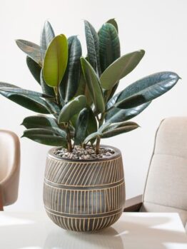 A potted rubber plant with dark green leaves sits on a white table between two beige chairs.