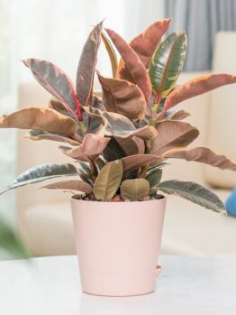 A potted Rubber Plant with variegated leaves in shades of green, brown, and pink sits on a white surface in a well-lit room.