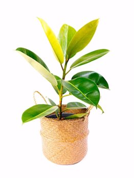 A potted rubber plant with large green leaves in a woven basket container against a white background.