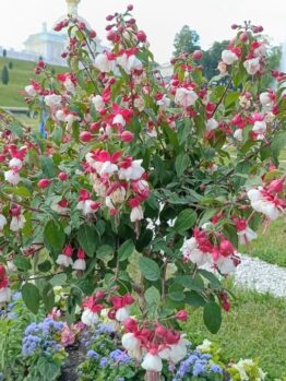 A bush with numerous pink and white flowers is surrounded by a well-maintained garden with colorful plants, a fountain in the background, and some trees visible.