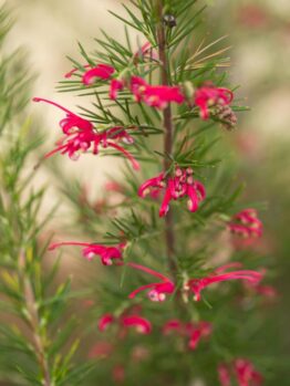 Close-up of a Grevillea rosmarinifolia 'Rosemary Grevillea' plant, showcasing its thin green leaves and small bright red flowers for a detailed view of its foliage and blossoms.