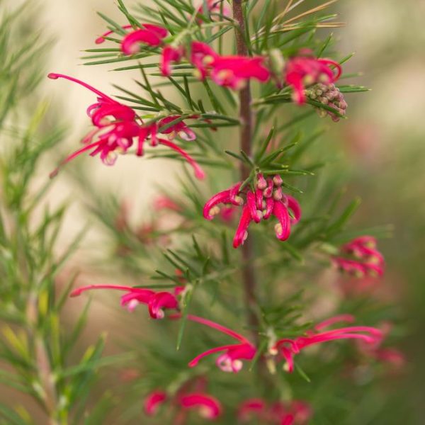 Close-up of a Grevillea rosmarinifolia 'Rosemary Grevillea' plant, showcasing its thin green leaves and small bright red flowers for a detailed view of its foliage and blossoms.