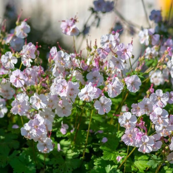 The Geranium 'Biokovo' in a 6-inch pot features a cluster of pale pink and white flowers blooming amidst green foliage under sunlight.