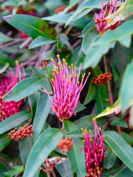 The Grevillea 'Crimson Carpet' in a 6" pot features bright pink, long, spiky blooms and green leaves, creating a striking display against a bushy backdrop of foliage and flower buds.