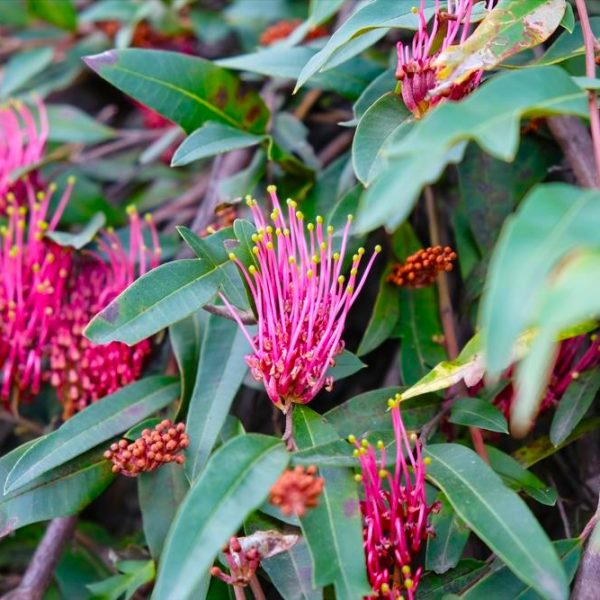 The Grevillea 'Crimson Carpet' in a 6" pot features bright pink, long, spiky blooms and green leaves, creating a striking display against a bushy backdrop of foliage and flower buds.
