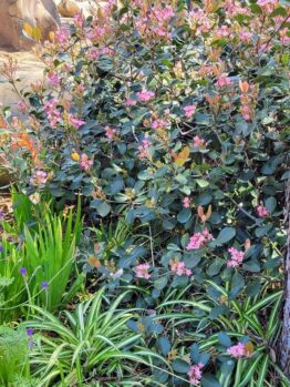 In a garden, a lush **Rhaphiolepis 'Rajah' Indian Hawthorn 8" Pot** bush with pink flowers and dark green leaves stands out, surrounded by various other plants. Trees loom gracefully in the background.
