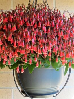 Hanging basket featuring the Kalanchoe 'Freedom Bells' 5", displaying vibrant lush green leaves and clusters of small, red tubular flowers. The background is set against a brick wall bathed in sunlight.