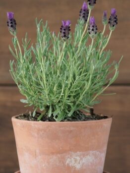 A Lavender 'Little Posie Purple' plant in a 6-inch terracotta pot, showcasing its vibrant purple flowers and lush green leaves, set against a wooden background.