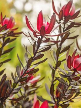 Close-up of red and green leaves on tall, slender branches against a blurred natural background.