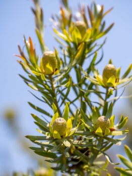 Close-up of a Leucadendron 'Gypsy™ Red' plant with elongated green leaves and small yellowish-green cone-shaped flowers, all set against a clear blue sky. The beauty of this Leucadendron 'Gypsy™ Red' 6" Pot shines through even if it's planted in a simple container.