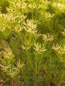 Close-up of a bush with thin green leaves and small, round, reddish-brown flowers on multiple branches against a blurred green background.