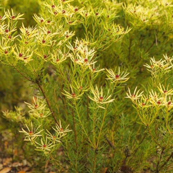 Close-up of a bush with thin green leaves and small, round, reddish-brown flowers on multiple branches against a blurred green background.