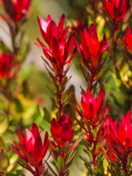 Bright red Leucadendron flowers with green foliage in the background, captured in natural daylight.