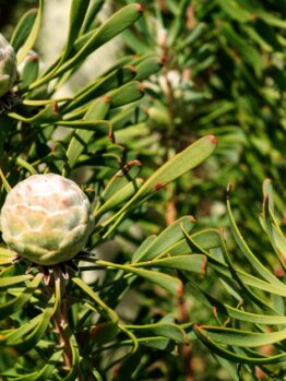 Close-up of a plant with elongated green leaves and three round, white and pinkish seed pods.