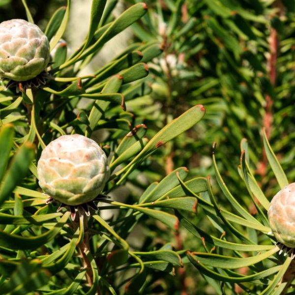 Close-up of a plant with elongated green leaves and three round, white and pinkish seed pods.