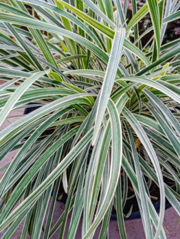 Liriope 'Silverlawn™' 6" Pot