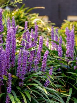 Liriope 'Amethyst™' 6" Pot