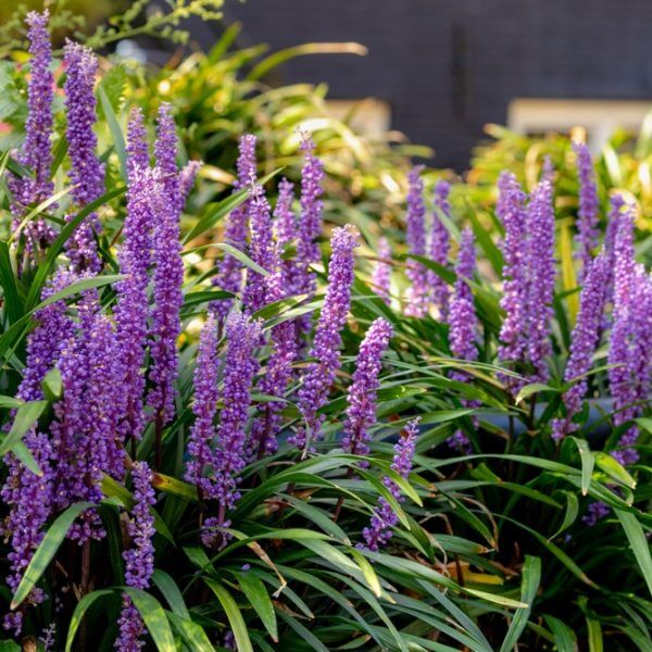 Liriope 'Amethyst™' 6" Pot