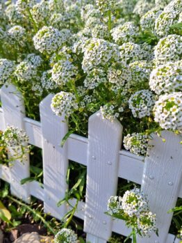 The Lobularia 'White' Sweet Alyssum, available in a 4" pot, blooms with small white flowers that grow densely around a white wooden picket fence. At the base of the fence, rocks and mulch add to the charming garden scene.