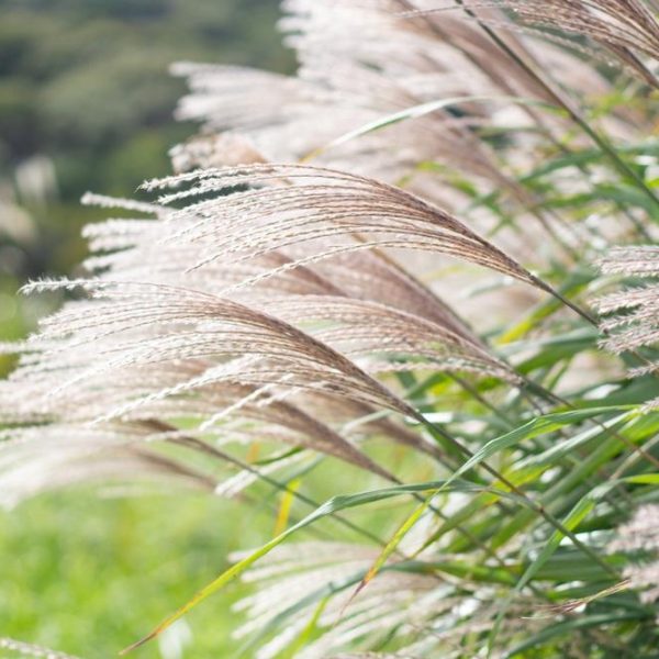 Close-up of Miscanthus 'Kleine Fontaine' Chinese Silver Grass in a 7" pot, with its feathery plumes bending in the wind, set against a blurred green background.
