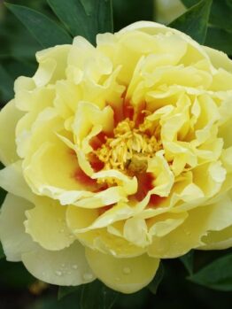 A close-up of a Paeonia 'Leda' Peony Rose in an 8" pot, with green leaves in the background.