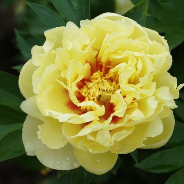 A close-up of a Paeonia 'Leda' Peony Rose in an 8" pot, with green leaves in the background.