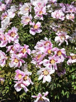 A lush bush adorned with blooming pale pink Paeonia 'Harvest' Peony Rose flowers with yellow centers, set against a backdrop of green leaves and trees, all thriving beautifully in an 8" pot.