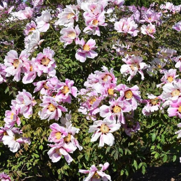 A lush bush adorned with blooming pale pink Paeonia 'Harvest' Peony Rose flowers with yellow centers, set against a backdrop of green leaves and trees, all thriving beautifully in an 8" pot.