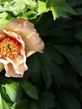 A Paeonia 'Harvest' Peony Rose in an 8" pot, showcasing pale pink petals with a bright yellow center, is blooming amidst green foliage in partial shade.