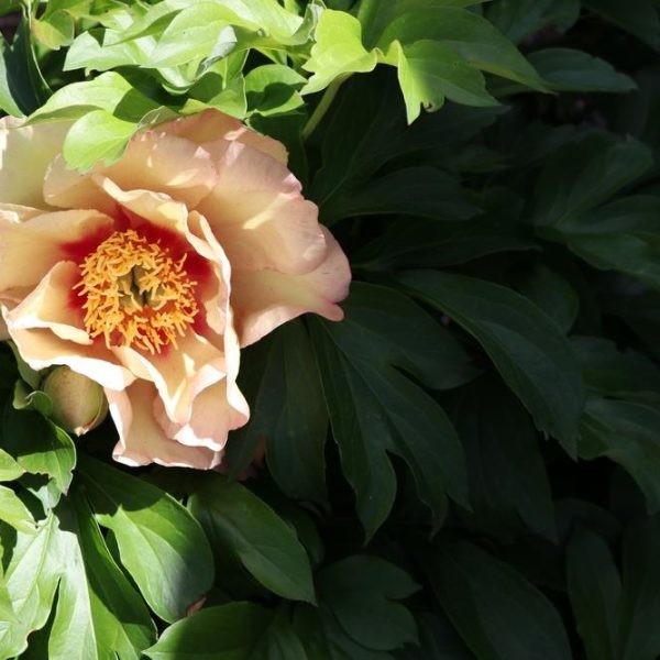 A Paeonia 'Harvest' Peony Rose in an 8" pot, showcasing pale pink petals with a bright yellow center, is blooming amidst green foliage in partial shade.