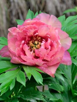 The Paeonia 'Gauguin' Peony Rose in full bloom is surrounded by green leaves with a blurred brown background, evoking the vibrant tones reminiscent of a Gauguin masterpiece.