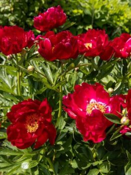 A cluster of vibrant Paeonia 'Harvest' Peony Roses in full bloom, surrounded by lush green foliage, creates a picturesque garden setting.