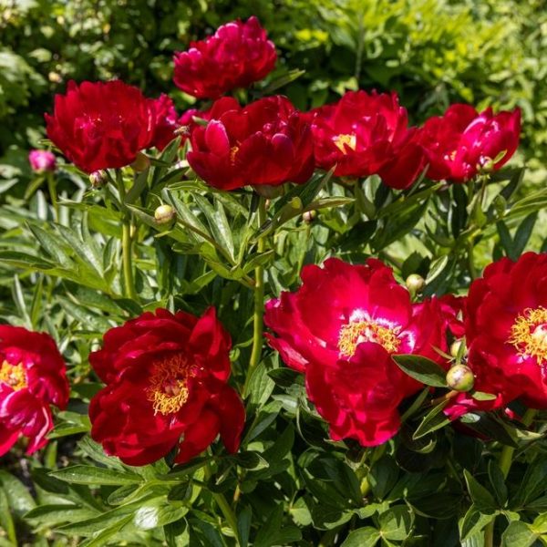 A cluster of vibrant Paeonia 'Harvest' Peony Roses in full bloom, surrounded by lush green foliage, creates a picturesque garden setting.