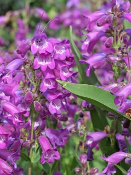 Close-up of the vibrant purple Penstemon 'Firebird' flowers with bell-shaped petals and lush green foliage in a 4" pot.