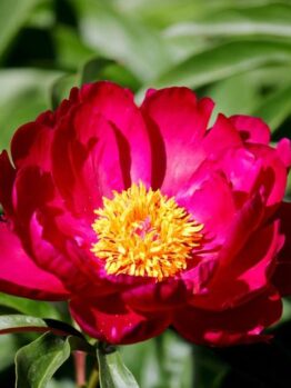 Close-up of a vibrant 'Morning Lilac' peony rose with prominent yellow stamens, surrounded by green leaves, capturing the essence of peony morning.