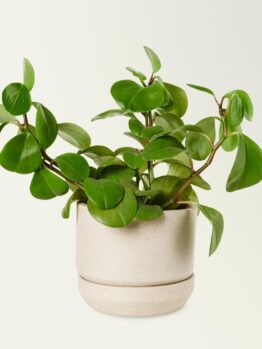 A small green houseplant with round leaves in a beige ceramic pot against a plain white background.