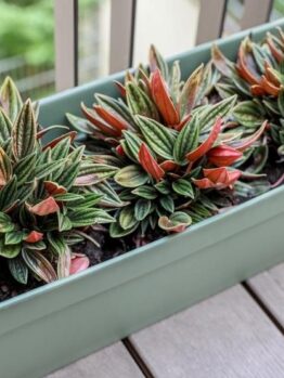 A rectangular planter box on a wooden deck contains three colorful Peperomia plants with green, red, and yellow leaves, perfect for adding charm alongside your Pittosporum 'Perfect Pillar' in a 16" pot.
