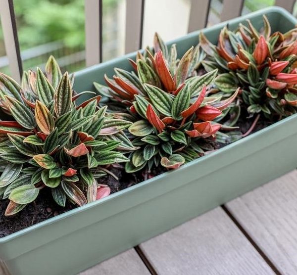 A rectangular planter box on a wooden deck contains three colorful Peperomia plants with green, red, and yellow leaves, perfect for adding charm alongside your Pittosporum 'Perfect Pillar' in a 16" pot.
