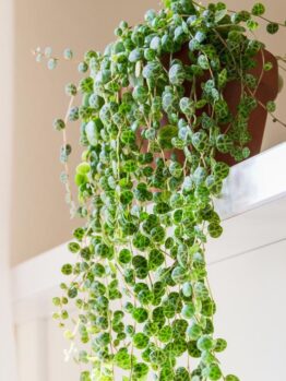 A potted string of turtles plant with green, turtle-shell-patterned leaves draping elegantly over a white ledge indoors, sharing its space with a beautifully structured Pittosporum 'Perfect Pillar' 16" Pot.