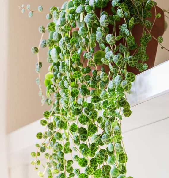 A potted string of turtles plant with green, turtle-shell-patterned leaves draping elegantly over a white ledge indoors, sharing its space with a beautifully structured Pittosporum 'Perfect Pillar' 16" Pot.