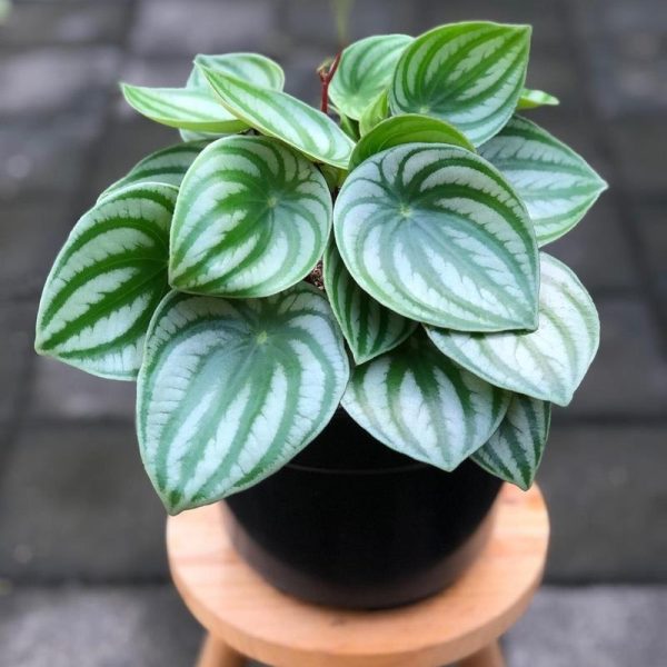 A potted peperomia plant with variegated green and silver leaves sits on a small wooden stool.