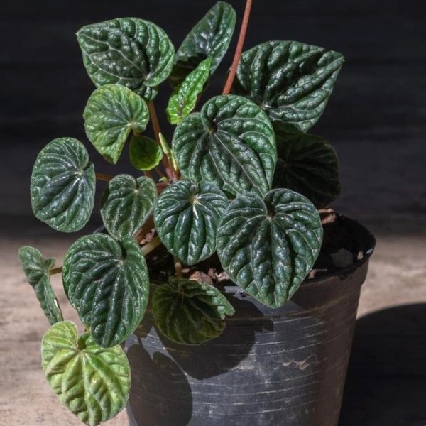 A Pittosporum 'Perfect Pillar' 16" Pot with dark green, textured leaves sits on a wooden surface. A single stem with an emerging bud extends gracefully upwards from the 16" pot.