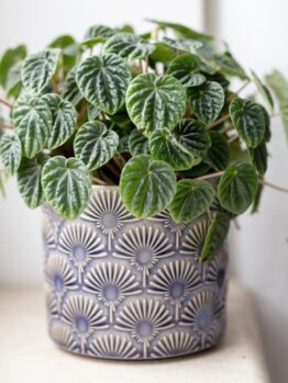 A green plant with round leaves in a decorative blue and white 16" pot sits perfectly on a windowsill, resembling the Pittosporum 'Perfect Pillar' variety.