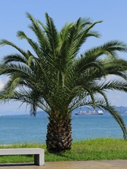 A palm tree stands beside a gray bench with a view of the ocean and distant mountains under a clear sky.