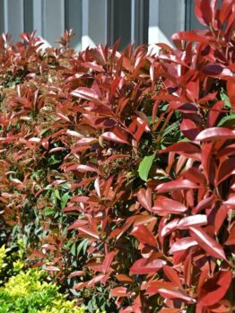 A row of Photinia 'Super Red' 8" Pot shrubs with vibrant red leaves next to green foliage, lining a building with large windows, adds a striking touch of color to the landscape.